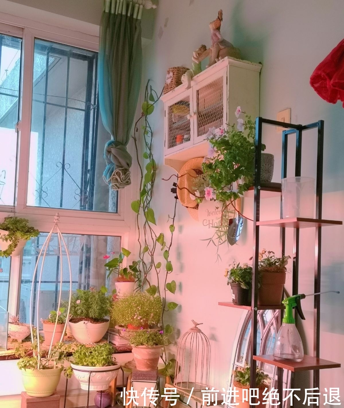 卧室养花有四禁忌,虽然看着漂亮,但是对身体不好