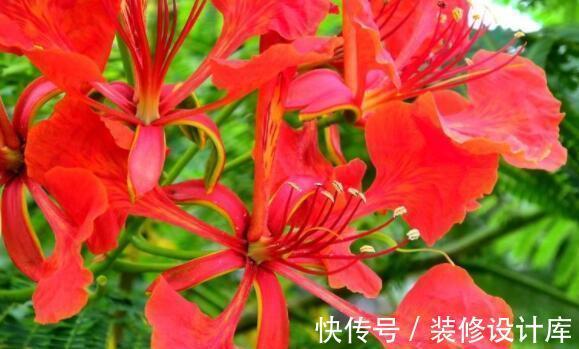 打理|8月23日-9月7日,庭院选这几款花,色彩柔美和婉,花香易打理
