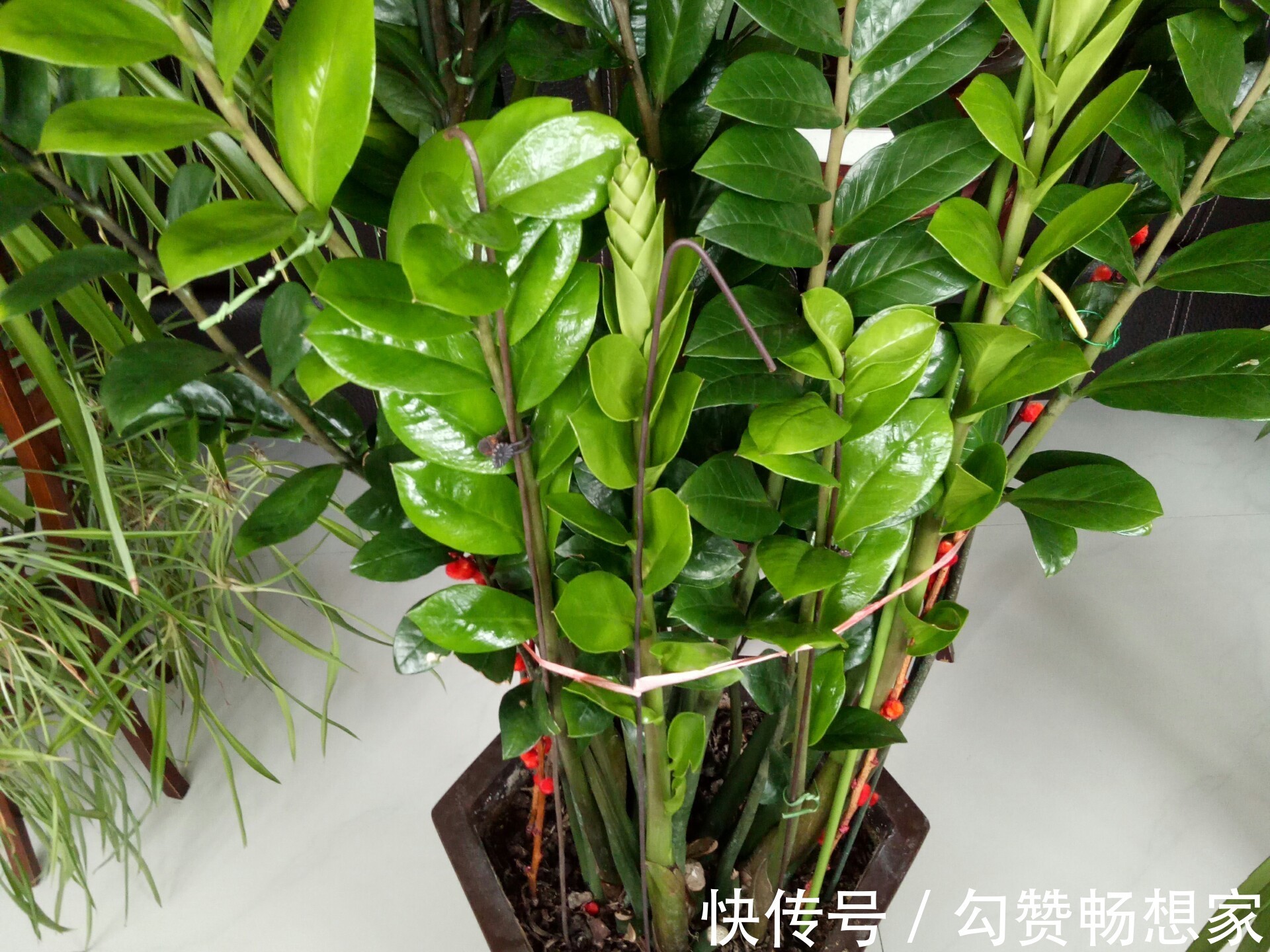 买回来的金钱树不要急着分盆,做不到4点,多走很多冤枉路