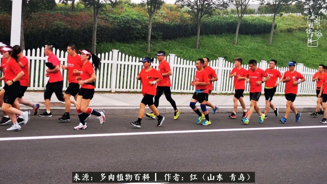 多肉度个夏，回到解放前！曾经有多美，现在就有多丑！