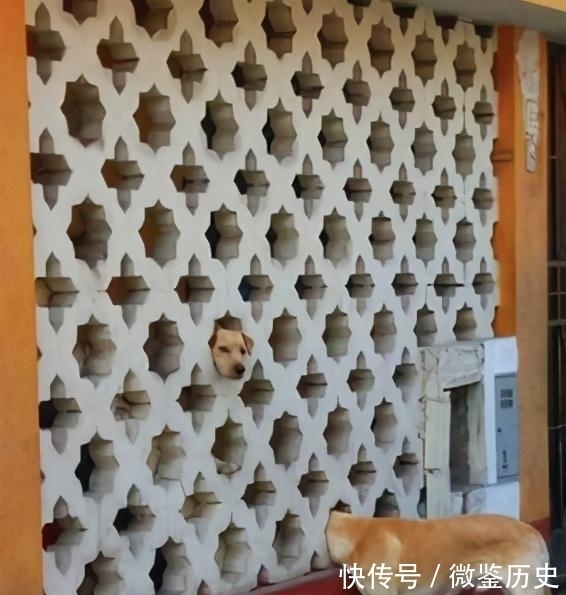 还原|全球的猫都想屏蔽这个日本人,他到底做了多少沙雕手办?
