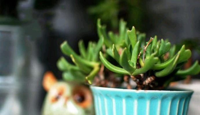 快刀乱麻,不走寻常路的多肉植物,不算呆萌,但让人印象深刻