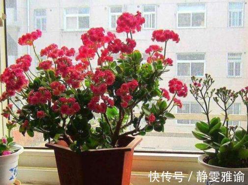 长寿花“嫁接”开花多，几个“关键点”要注意，不然后期问题多！