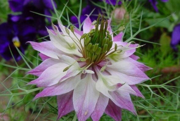 喜欢养花，不如养盆玉兔彩蝶兰花，花红柳绿，又美又惊艳，超美