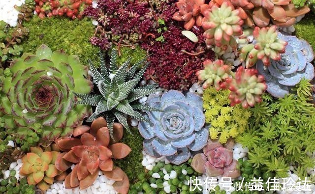 老桩|四种“零差评”多肉推荐，颜值不比桃蛋低，还容易成老桩