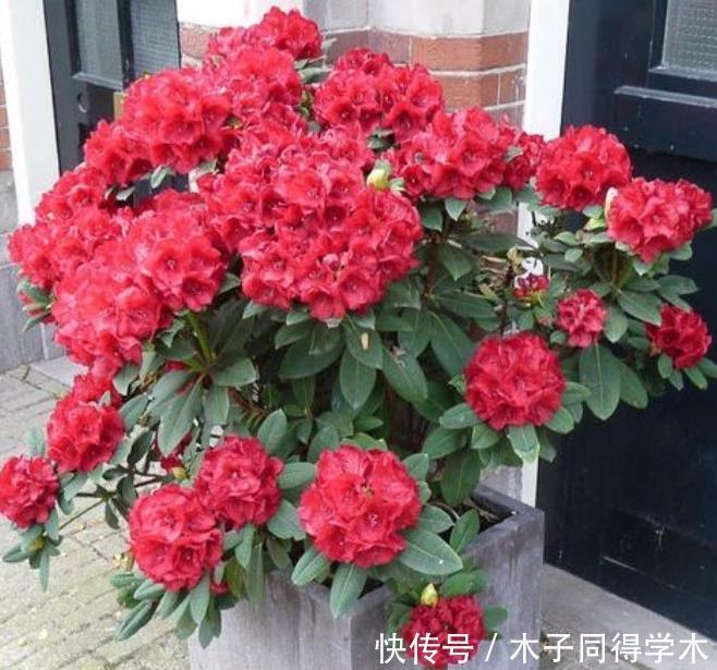 杜鹃花总是开完花就落叶枯萎吗？做好这4点，年年开爆盆