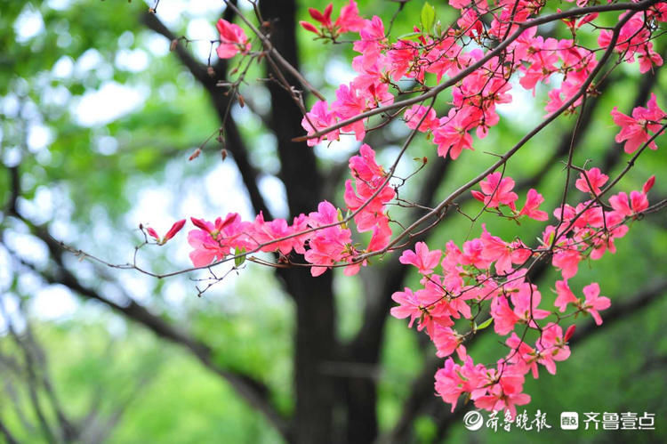 快去！日照五莲山杜鹃花开烂漫时，现在赏刚刚好|壹起过五一| a5251