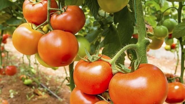 黑米|好食物吃出好身体,女性不妨多吃这7种食物,补充营养,延缓衰老