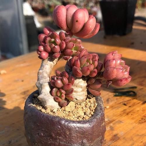 趁着春天给多肉撸点叶子瘦瘦身，不辜负这大好的季节，赶紧行动吧