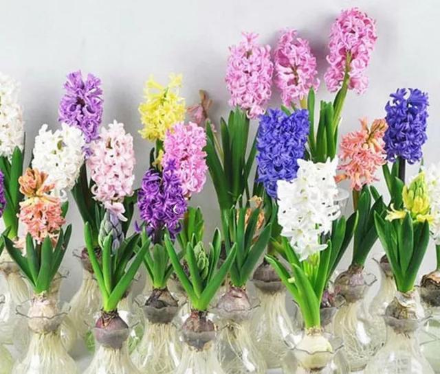 懂花的人都知道,4种“年关花”开败了剪1刀,30天后继续开