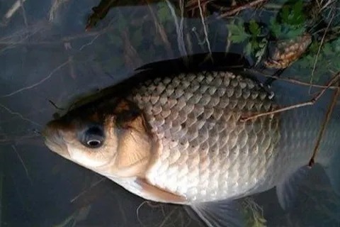 打窝别再傻傻的用酒米了,只需加这一步,渔获提升三倍不止!