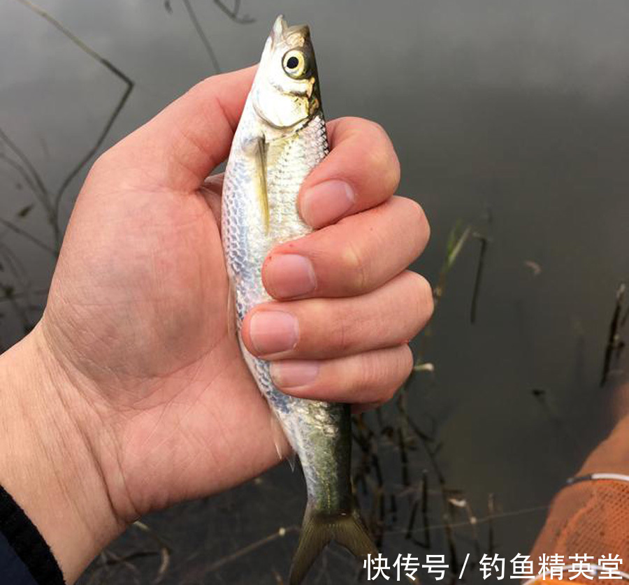 野钓白条的几种方法,上鱼速度一绝,一天钓十几斤是家常便饭