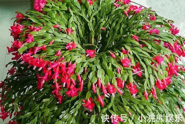 漂亮|嫁接蟹爪兰长成大树太漂亮，手把手教给你，新手也养得好