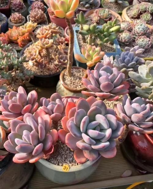 景天科多肉|6种漂亮多肉,越老越美丽,长成小老桩,人人见了都赞叹不已!