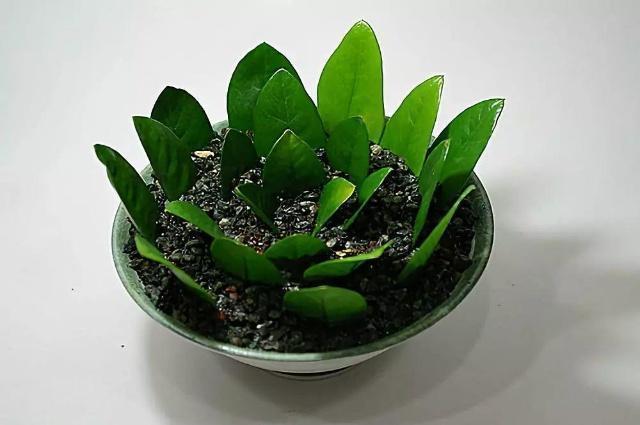 你还买这10种花别再乱花钱了,摘个叶子回家,过几天就变小苗了