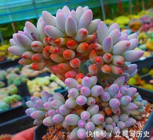 新手养多肉常犯的4个错,难怪肉肉长不好,你中了几条?