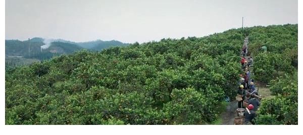 明星|综艺《我的乡间日记》走进黔阳古城 明星开启古城从商之旅