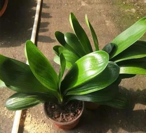 花盆|养君子兰，记住5个小口诀，养一盆旺一盆