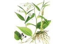 宝铎草生长于林下或灌木丛中花开黄色、绿黄色或白色