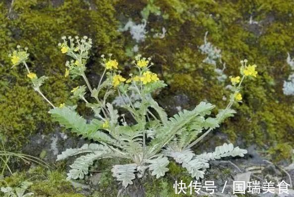 70后80后|农村这种不起眼的野草,根系长得像鸡腿,70后80后拔起来就开吃