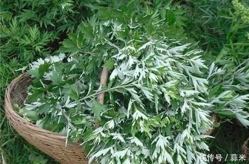 地方|艾叶这个地方抹一抹,好处不请自来,排毒效果超棒,还养身养肾!