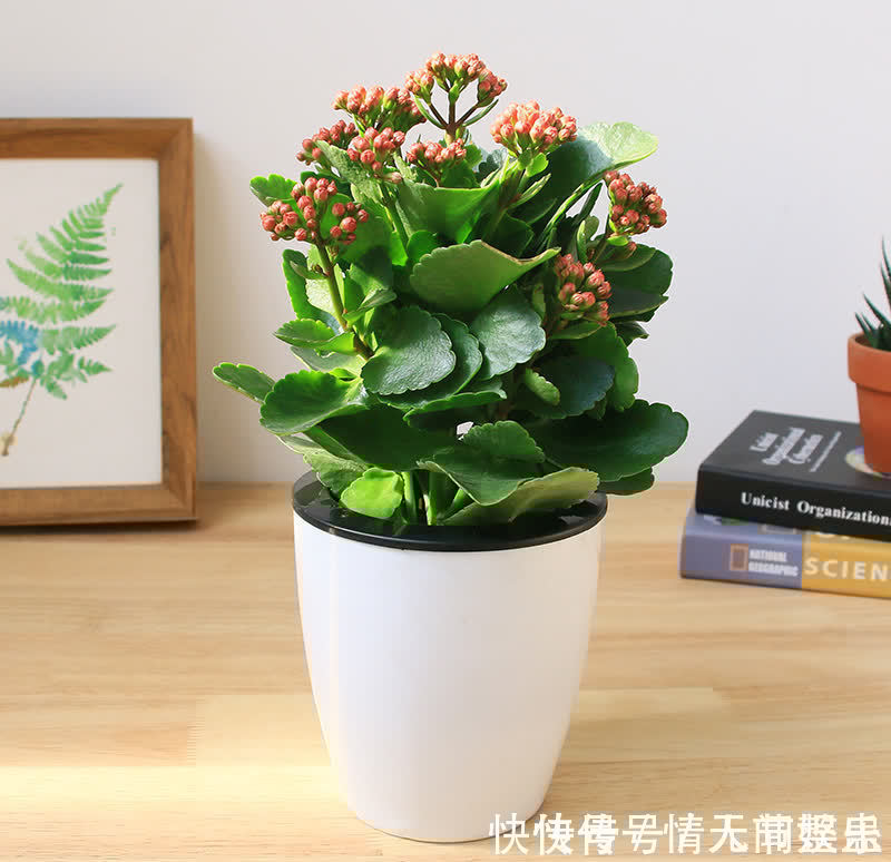 吉祥|12种花,建议养一盆,不仅吸收废气,还有“旺财添福”的美好寓意