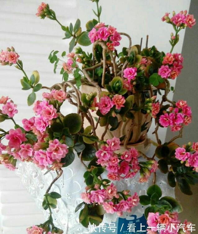 九种皮实花,多晒少管长得好,养成老桩更高档,绿萝没上榜