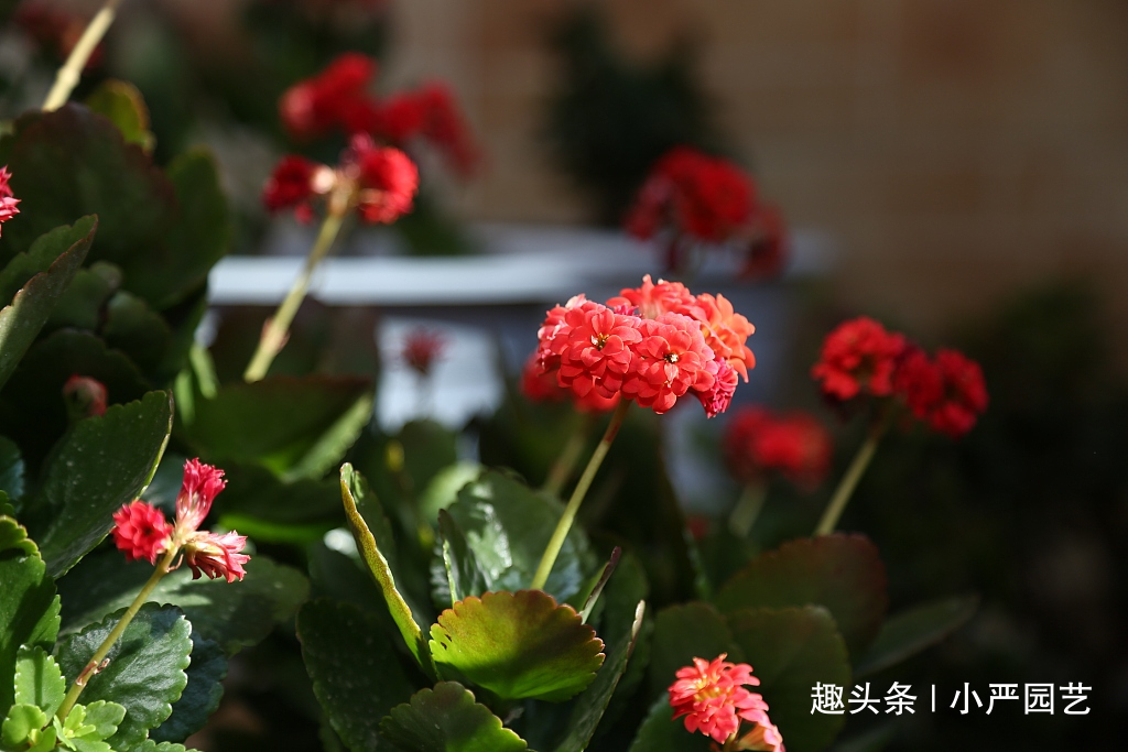 长寿花盆底垫点“它”，植株快速生长，花期一到就爆盆