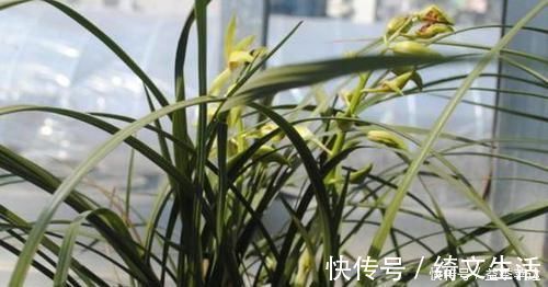 浇灌|养花用什么水浇灌2种'万能浇花水'，浇啥花都能越长越旺盛
