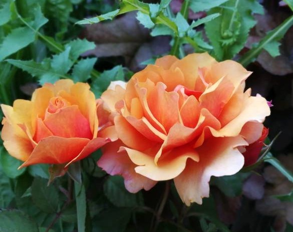 养花就养此款花,白得若雪,粉的似云霞,花姿清幽淡雅美