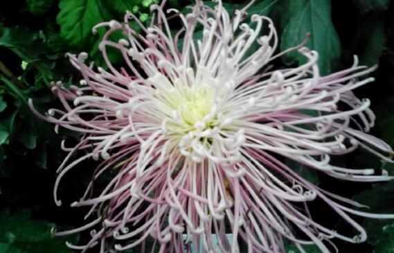 就养这几款小花,花期长好养活,开花挤爆盆,庭院充满生机