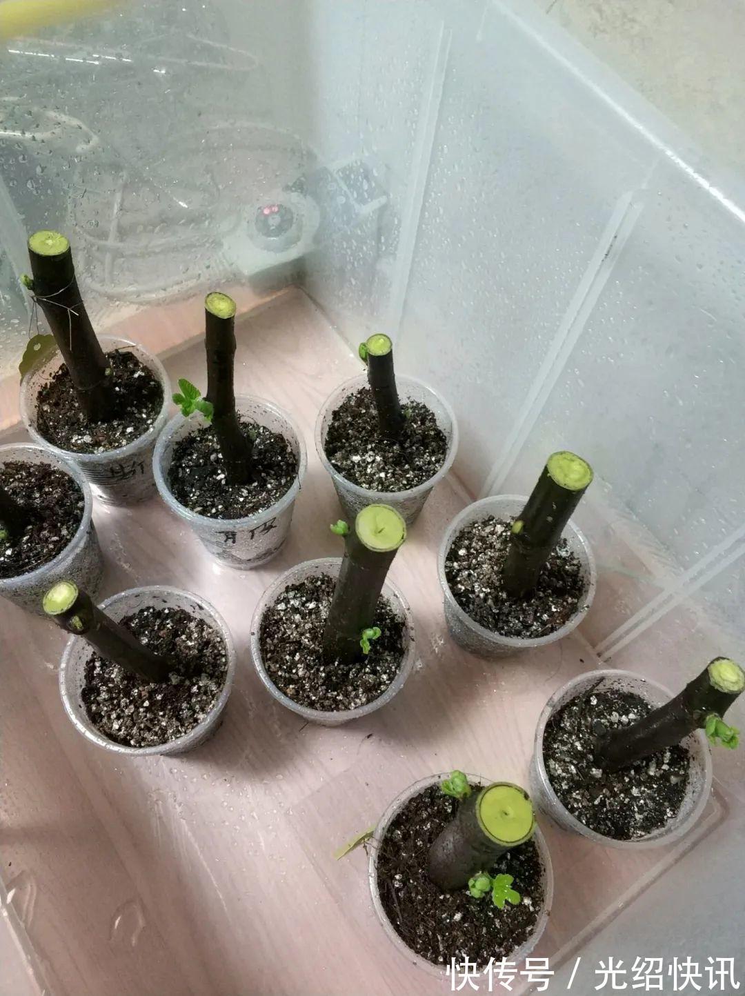 大粗杆插土里,7天生根,当年结果压弯枝,不用买水果了!