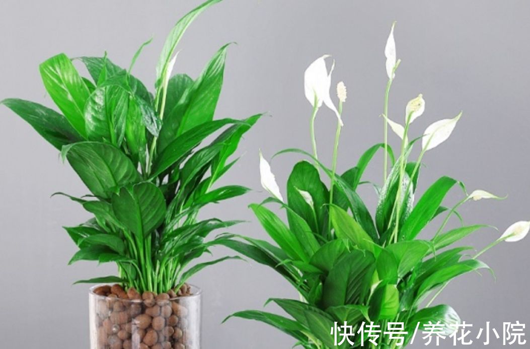 半阴花|喜欢养花家里光照少，可选7种喜半阴花，漂亮还好养