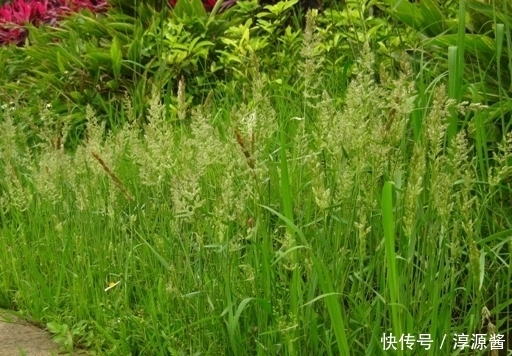 价值|农村常见的一种野草,不仅繁殖能力很强,价值也是很高