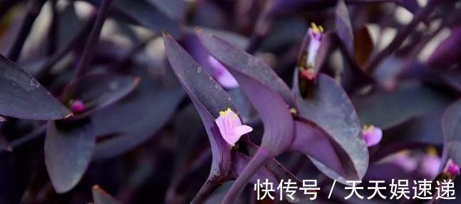 银星|最适合养在室内的7种花,有点散射光就能蹭蹭地长