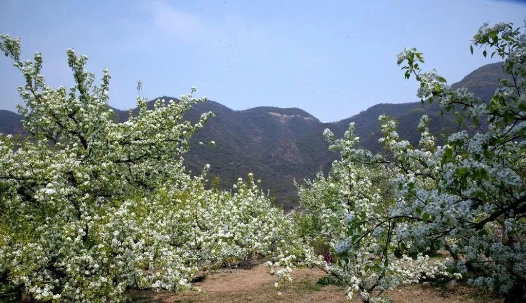 千树万树梨花开，东山梨园飘香