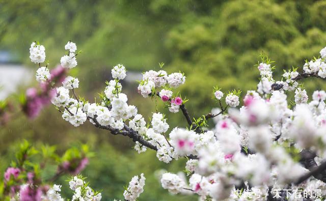 春雨碧桃花别样妖娆