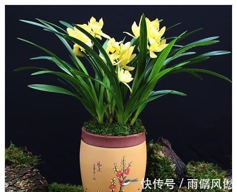 兰花怎么也养不好，用这1料养兰花，养根壮根，长势贼旺