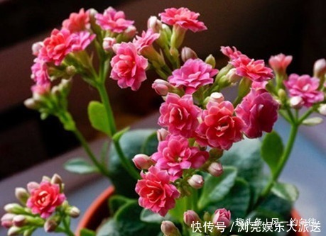 常春藤|最适合放在卧室里的三种绿植，夜间释放大量的氧气，让你安然入眠