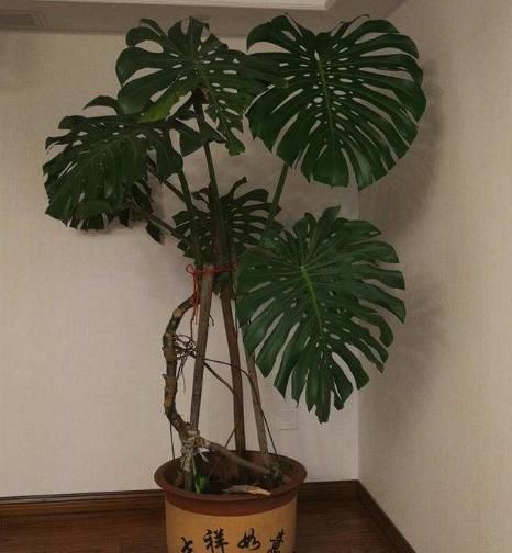 卧室养花很讲究，要养就养“2种”花，简单易养、还有助于睡眠