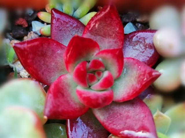 这三种红色系多肉,颜色鲜艳,十分好养,有的还很爱生娃娃