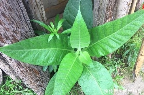 农村一种大叶植物，被称为影响男人生活的“四大发明”之一