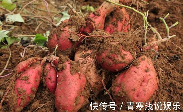 藤蔓|被誉“长寿食品”的红薯,减肥瘦身,只需四点,收获高产的红薯