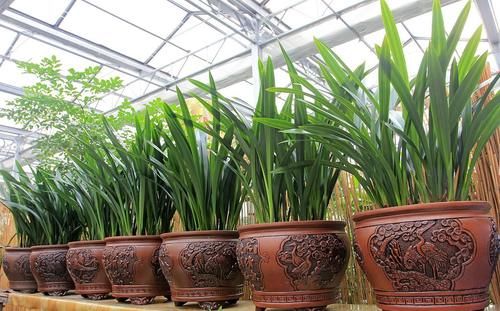 夏天养君子兰和兰花,切记要三懒一勤,夏天长势好、冬天开花多