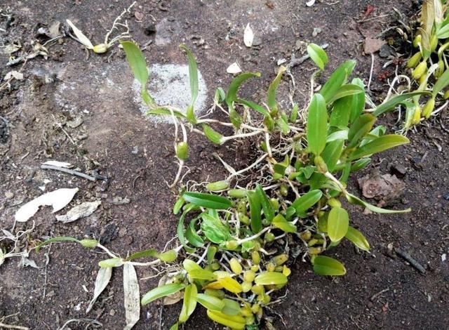 它便是“独叶岩珠”,是一味珍贵药材,爬山若有遇见请重视一下