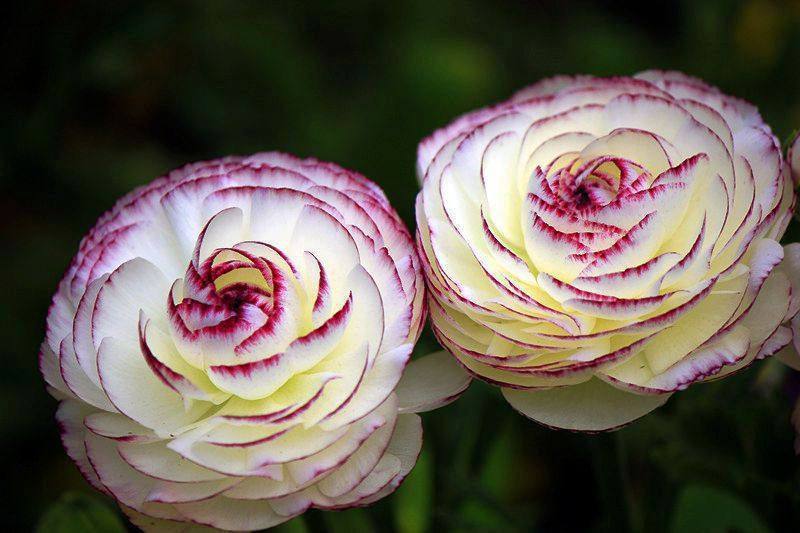 牡丹|此花开花漂亮胜过牡丹,叶片却像芹菜叶子,好养易活,多年开花