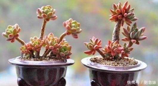 家里养这几种植物的，万万要记得放这几样东西，保证越长越好