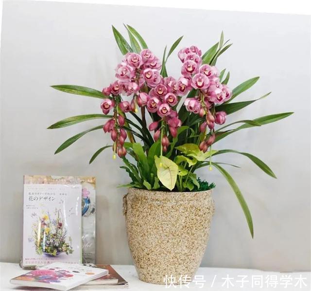 冬季买花就选这九种,冬天也能有花赏,春节变得喜庆、红艳艳