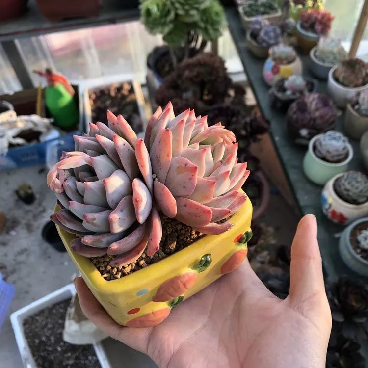 多肉小白三年励志对比养自己的花，爱自己的宇宙！