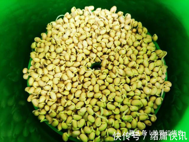 黄豆芽|用了我这办法,发黄豆芽不会变臭一次就成功,五天就长15厘米高!